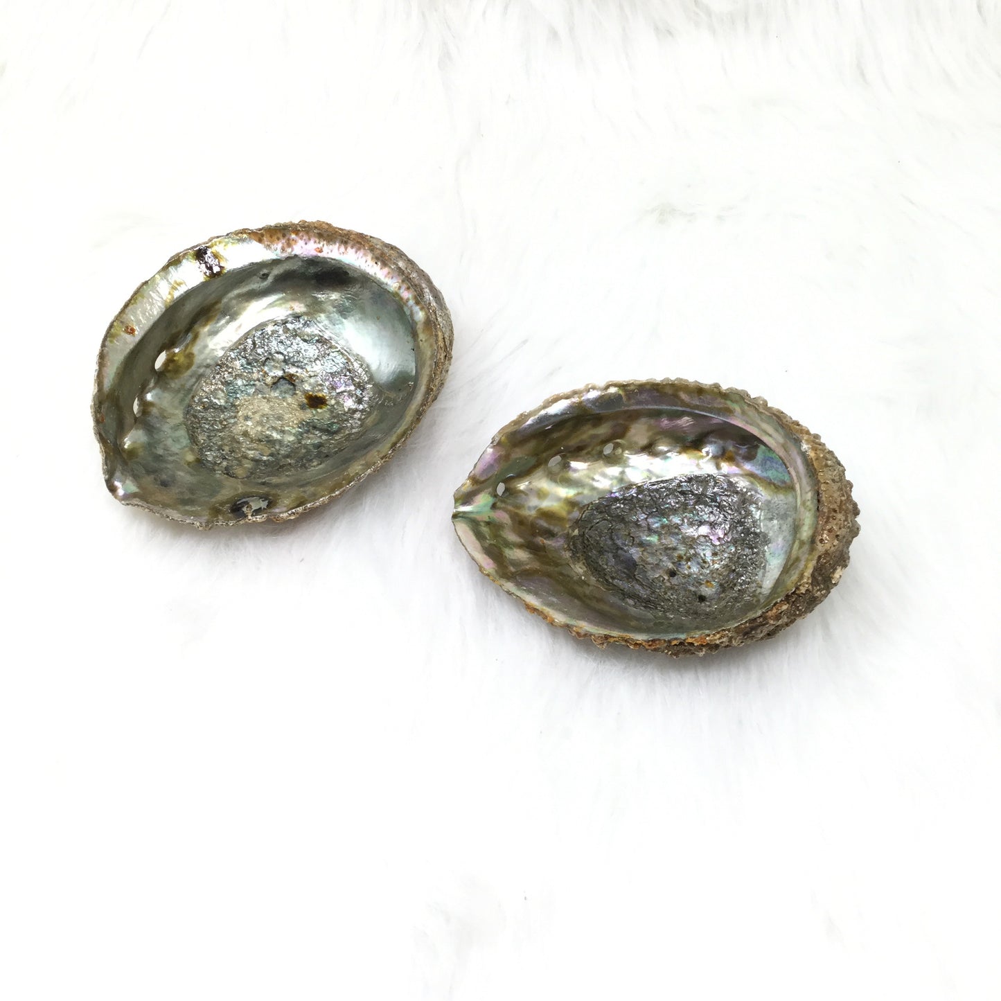 Abalone Shell