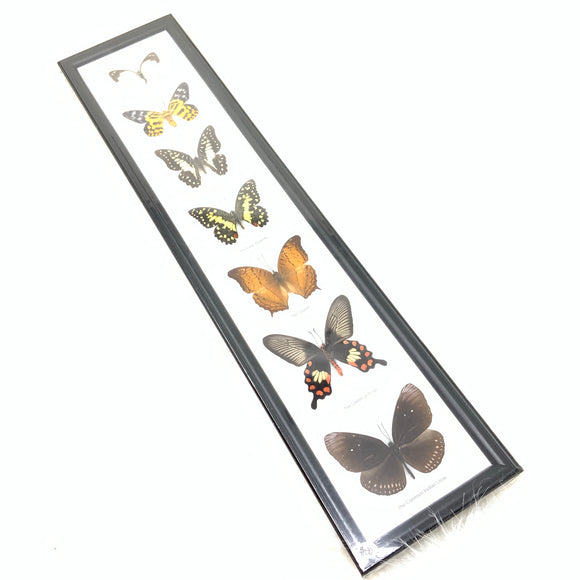 Framed Butterfly Specimens