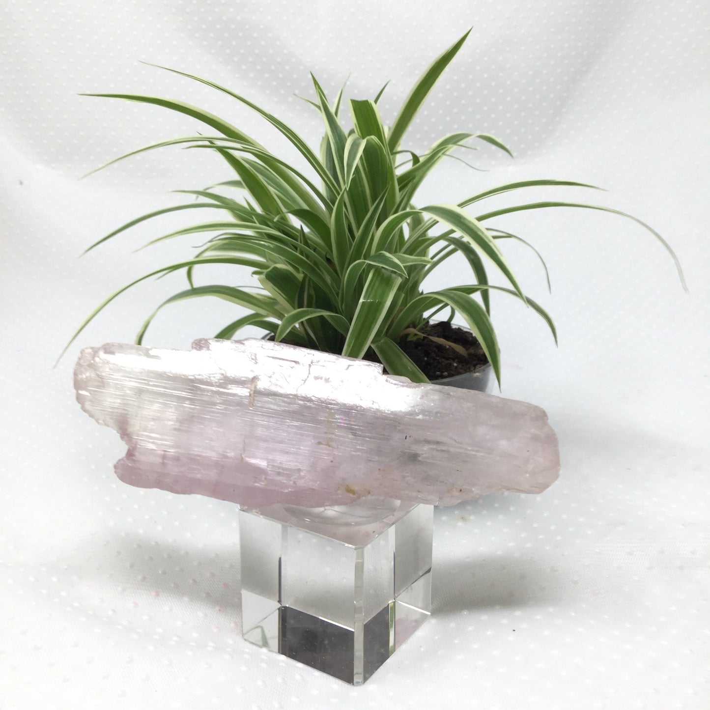 Large Grade A Rough Kunzite Specimen