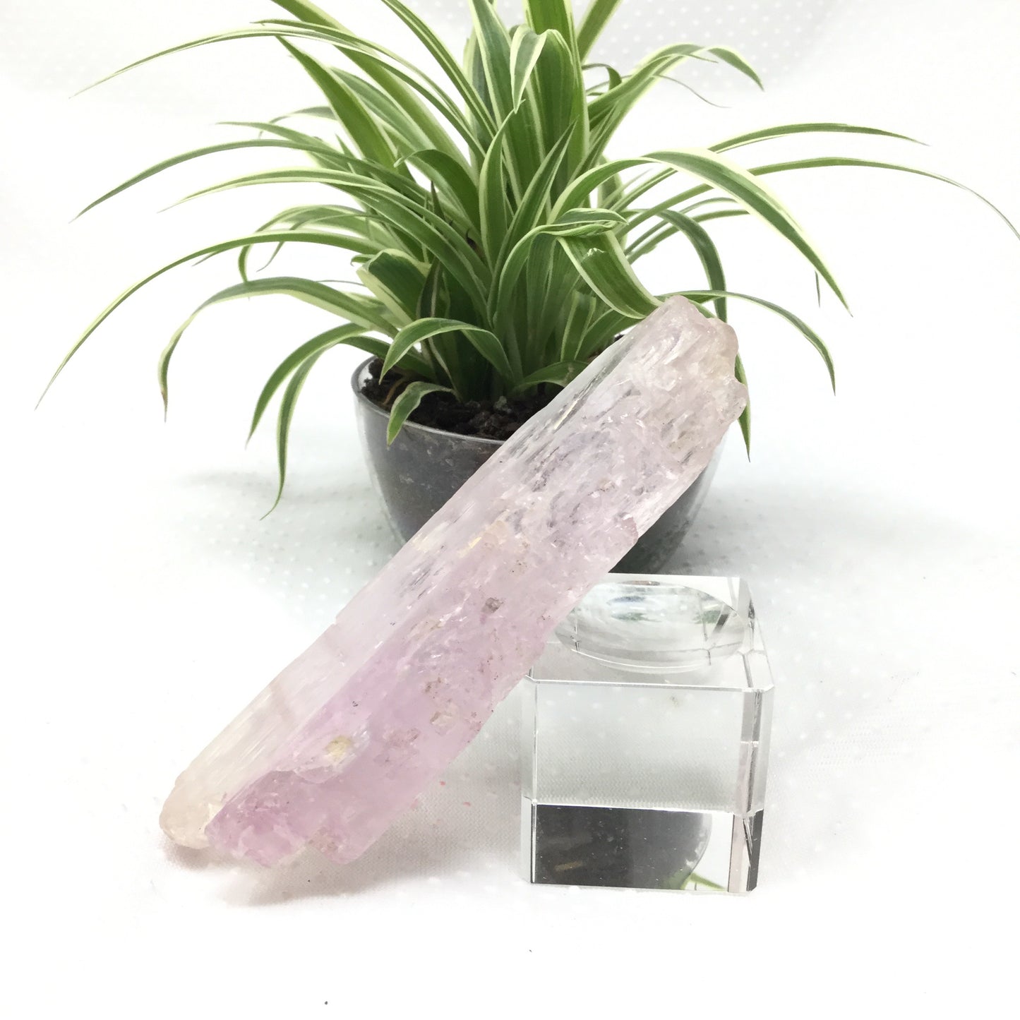 Large Grade A Rough Kunzite Specimen