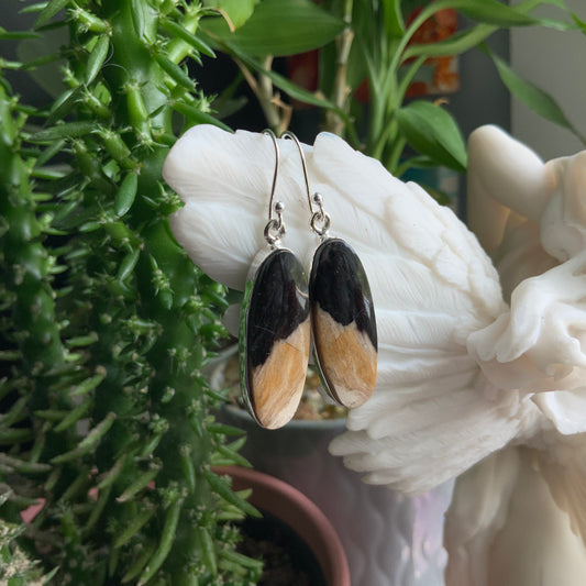 Petrified Palm Root Earrings