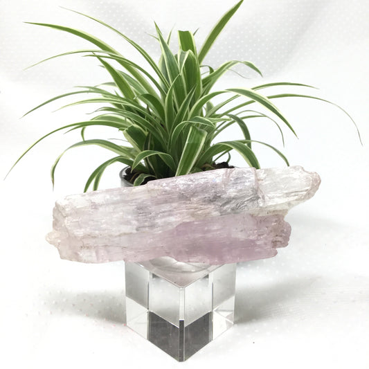 Large Grade A Rough Kunzite Specimen